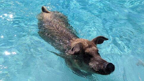 【実体験】豚は泳げないのか確かめてきた【バハマ・エグズーマ島】